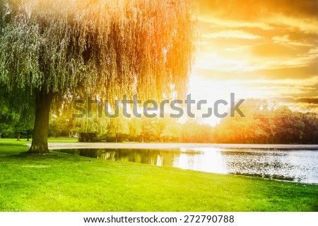 called sallow tree  on the shore of the pond in sunset light
