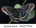Calleta Silkmoth, Eupackardia calleta