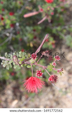 Similar – Image, Stock Photo angel Environment Plant