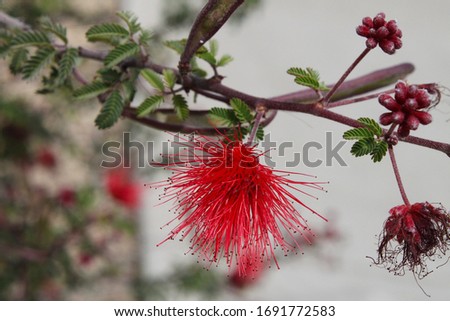 Similar – Image, Stock Photo angel Environment Plant