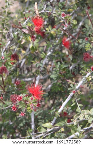 Similar – Image, Stock Photo angel Environment Plant