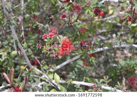 Similar – Image, Stock Photo angel Environment Plant