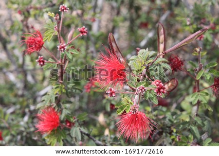 Similar – Image, Stock Photo angel Environment Plant