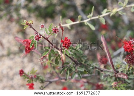 Similar – Image, Stock Photo angel Environment Plant