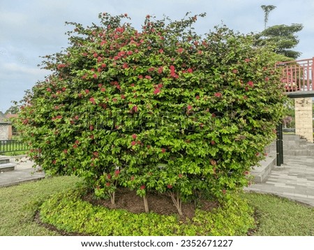 Calliandra flower plants are blooming a lot. Calliandra flowers are red.