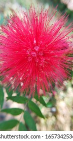 Calliandra is a genus of flowering plants in the pea family