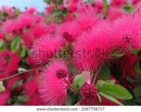Calliandra haematocephala or red powder flower is a plant originating from Guatemala, Central America) and is distributed in tropical to subtropical areas.