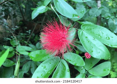 Calliandra haematocephala, a shrub with showy dark red stamen flowers - Shutterstock ID 2184120417