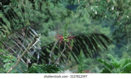 Calliandra, It's Pink Flower Is Staple Diet For Long Tail Macaque