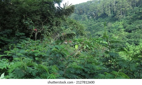 Calliandra, It's Pink Flower Is Staple Diet For Long Tail Macaque