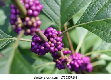 Callicarpa Americana Or Beautyberry Plant