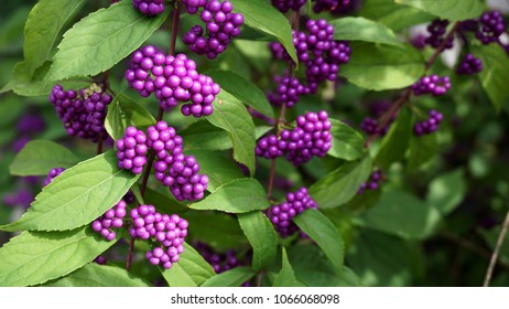 Callicarpa Americana Full Of Beautiful Branches.