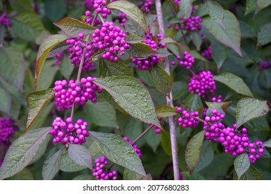 Callicarpa Bodinieri Profusion Provender Nurseries Wholesale Nursery In Swanley Kent