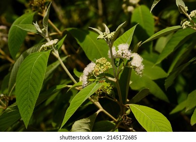 Callicarpa macrophylla, a beautyberry species. - Shutterstock ID 2145172685