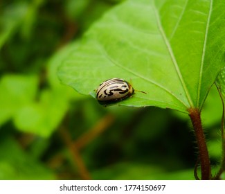 Calligrapha Is A Genus Of Large American Chrysomelinae Of Imprecise Taxonomic Boundaries. Most Species Occur In Central And South America.