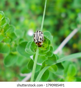 Calligrapha Is A Genus Of Large American Chrysomelinae Of Imprecise Taxonomic Boundaries. Most Species Occur In Central And South America.