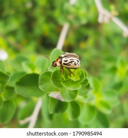 Calligrapha Is A Genus Of Large American Chrysomelinae Of Imprecise Taxonomic Boundaries. Most Species Occur In Central And South America.