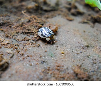 Calligrapha Is A Genus Of Large American Chrysomelinae Of Imprecise Taxonomic Boundaries. Most Species Occur In Central And South America.