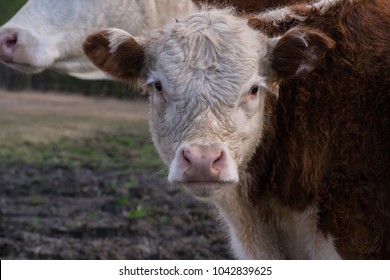 Calling All Cows Ranch Scene Cattle Stock Photo 1042839625 | Shutterstock