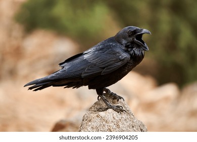 Calling Common Raven (Corvus corax) standing with open beak on a stone in Fuerteventura, Canary Islands               