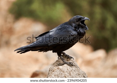 Calling Common Raven (Corvus corax) standing with open beak on a stone in Fuerteventura, Canary Islands               