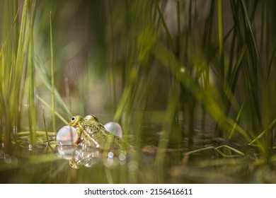 Calling green frog, croaking for a female in a pond in a very atmospheric environment, pelophylax esculentus
