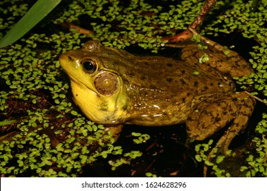 Calling male Green Frog (Rana clamitans also known as Lithobates clamitans) with vocal sac inflated. Taken at night in pond. 