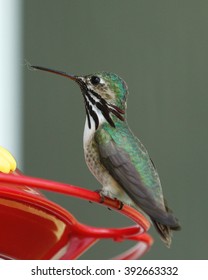 Calliope Hummingbird