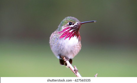 Calliope Hummingbird