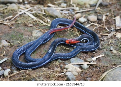 Calliophis bivirgatus is a species of snake in the family Elapidae known commonly as the blue coral snake or blue Malayan coral snake. It is native to Southeast Asia