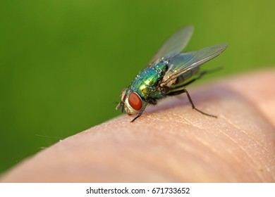 Calliphora Vicina