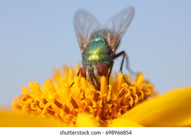 Calliphora Vicina