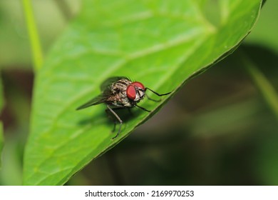 Calliphora Vicina Fly Macro Photo