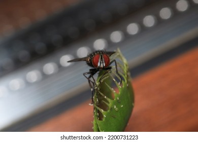 Calliphora Vicina Fly Macro Photo