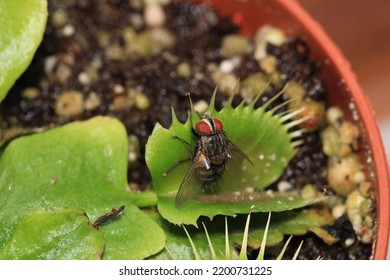 Calliphora Vicina Fly Macro Photo