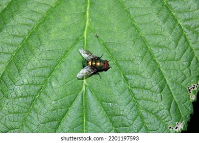 Calliphora Vicina Fly Macro Photo