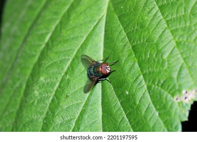 Calliphora Vicina Fly Macro Photo