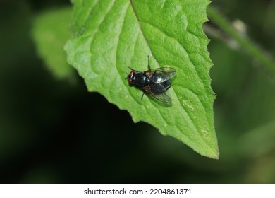 Calliphora Vicina Fly Macro Photo