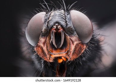 Calliphora vicina head with compound eyes