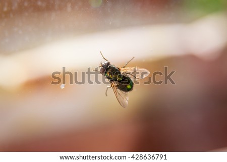 The Calliphoridae (commonly known as blow flies)
