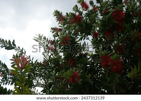 Callistemon citrinus blooms with red flowers in August. Melaleuca citrina, Callistemon citrinus, the common red bottlebrush, crimson bottlebrush, or lemon bottlebrush, is a plant in the myrtle family.