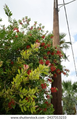 Callistemon citrinus blooms with red flowers in August. Melaleuca citrina, Callistemon citrinus, the common red bottlebrush, crimson bottlebrush, or lemon bottlebrush, is a plant in the myrtle family.