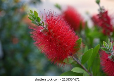 445 Bottlebrush family Images, Stock Photos & Vectors | Shutterstock