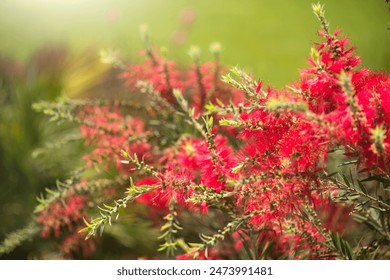 Callistemon citrinus red bottlebrush flower blooming in exotic garden, close up. Gardening, landscape design. Exotic bush growing over green grass background. Landscaping, flower bed, landscaping - Powered by Shutterstock