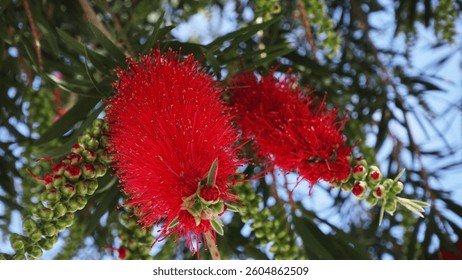 Callistemon, a genus of evergreen shrubs in the family Myrtaceae, blooming tree, red flowers on a tree, red bottlebrush flowers, nature background                               