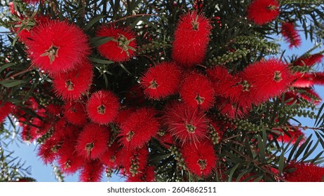 Callistemon, a genus of evergreen shrubs in the family Myrtaceae, blooming tree, red flowers on a tree, red bottlebrush flowers, nature background                               