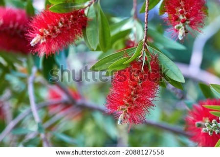 Callistemon , red bottlebrush flowers . Summer background. Selective focus