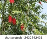 Callistemon, or red bottlebrush flowers,a genus of shrubs or small trees in the family Myrtaceae,described as a genus in 1814.The entire genus is endemic to Australia.Blue sky background.