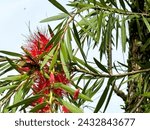 Callistemon, or red bottlebrush flowers,a genus of shrubs or small trees in the family Myrtaceae,described as a genus in 1814.The entire genus is endemic to Australia.Blue sky background.