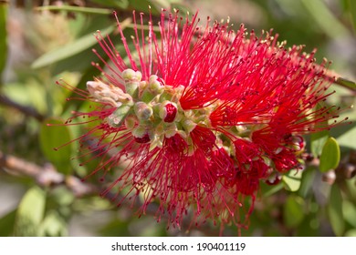 Callistemon Viminalis